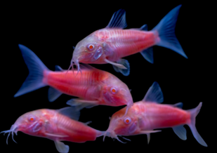 GloFish-Cory Catfish-Moonrise Pink -IN STOCK